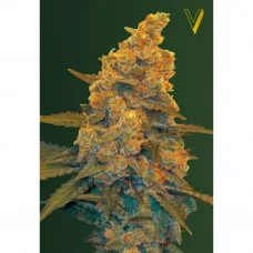 Auto BLOW DREAM